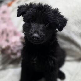 Male 1 - Black male German Shepherd puppy in Leon, West Virginia from Heart2Heart Kennels