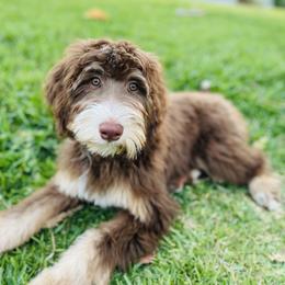 Nash - Bernedoodle