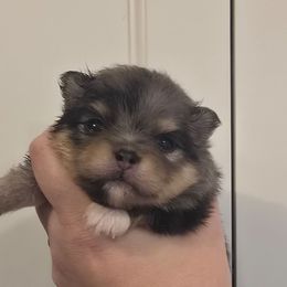 Merle girl - Blue merle female Pomeranian puppy in Bloomingdale, New Jersey from Bella Luna Pomeranians