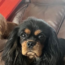 Lincoln - Black and tan male Cavalier King Charles Spaniel puppy in Lincoln, California from Kristin’s cavaliers