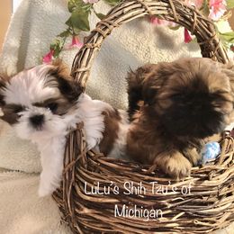 Shih Tzu puppies from LuLu’s Shih Tzu’s of Michigan