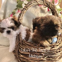 Shih Tzu puppies from LuLu’s Shih Tzu’s of Michigan