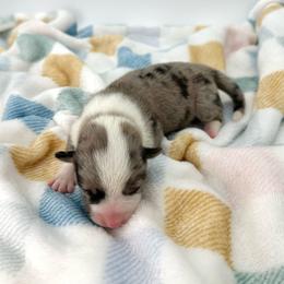 Rain - Blue merle and white male American Corgi puppy in Waskom, Texas from Piney Woods Corgis