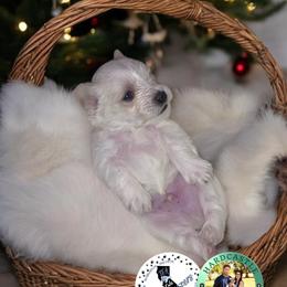 Green Collar Male - White male Miniature Schnauzer puppy in Sacramento, California from Hardcastle Family Schnauzer’s