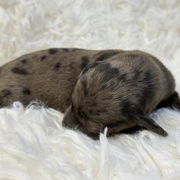 Rain - Dapple female Dachshund puppy in Atwater, California from Jes & 3 weens