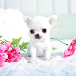 Elsa - Cream female Chihuahua puppy in Orlando, Florida from Destiny Chihuahuas