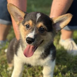Duke - Black and tan male Pembroke Welsh Corgi puppy in Cleveland, Tennessee from Low Rider Corgis Co