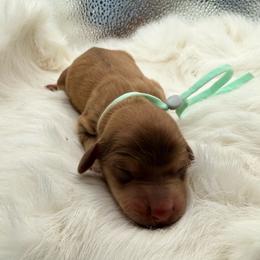 Teal collar - Cream male Dachshund puppy in Lexington, Oklahoma from BooneDox Miniature Dachshunds