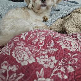 Theo - Lilac male Shih Tzu puppy in Kings Mountain, North Carolina from NC Shih Tzus by Tammy