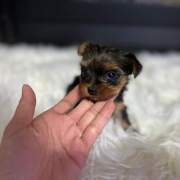 Yorkshire Terrier Puppies from Sophea Cheth's Yorkshire Terriers