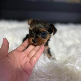 Yorkshire Terrier Puppies from Sophea Cheth's Yorkshire Terriers