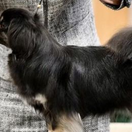 Tibetan Spaniels from Folklaur Tibetan Spaniels