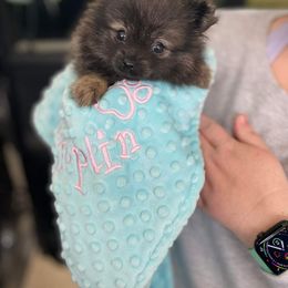 Pomeranian Puppies from Fuzzybutt Poms of Alabama