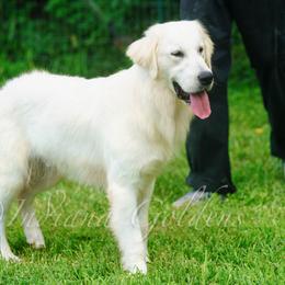 Branch - Golden Retriever