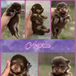 Astra - Chocolate and tan female Pomeranian puppy in Willow Spring, North Carolina from GTBBF Pomeranians