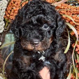 Sirius - Phantom male Bernedoodle puppy in Rock Hill, South Carolina from LolliPop Farms