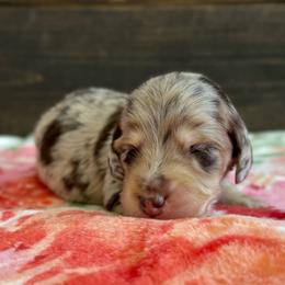 Uno - Dapple male Dachshund puppy in Dothan, Alabama from Little House Pups