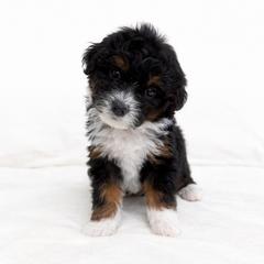 Willow - female Golden Mountain Doodle puppy in Springfield, Ohio from Dawson's Royal Companions
