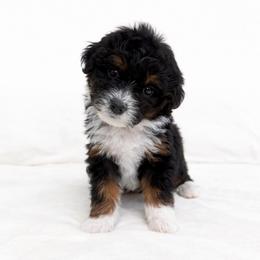 Willow - female Golden Mountain Doodle puppy in Springfield, Ohio from Dawson's Royal Companions