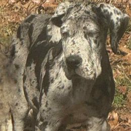 Praline - Merle female Great Dane puppy in Bay Shore, New York from Gentle Giant Companions