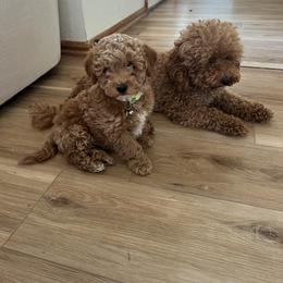 Cavapoo, Cockapoo, Goldendoodle, and Maltipoo Puppies from Perdue Puppies