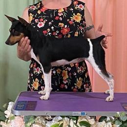 Ro - Rat Terrier