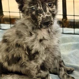 Becsület (Honor) - Black merle male Mudi puppy in Benson, Arizona from Twisted Acres Border Collies and Mudi