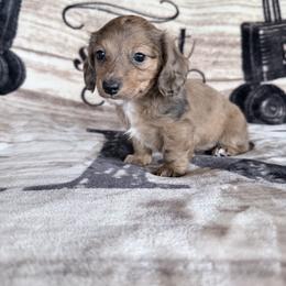 Jacob - Dapple male Dachshund puppy in Lake City, Florida from KNG FARMS