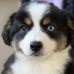 Lime Green - Black Miniature Australian Shepherd puppy in Visalia, California from Furrever.Mini.Aussies.llc