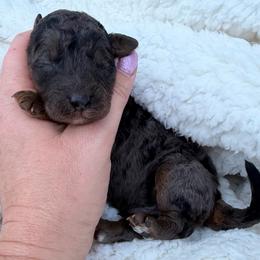 Gregory - Blue merle male Bordoodle puppy in Canfield, Ohio from Poo's Doo's & Inu's