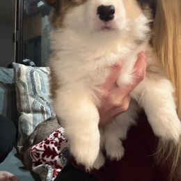 Pumpkin - White and red female Pembroke Welsh Corgi puppy in Atascadero, California from California Corgis and Kunes