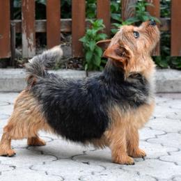 Brati - Norwich Terrier