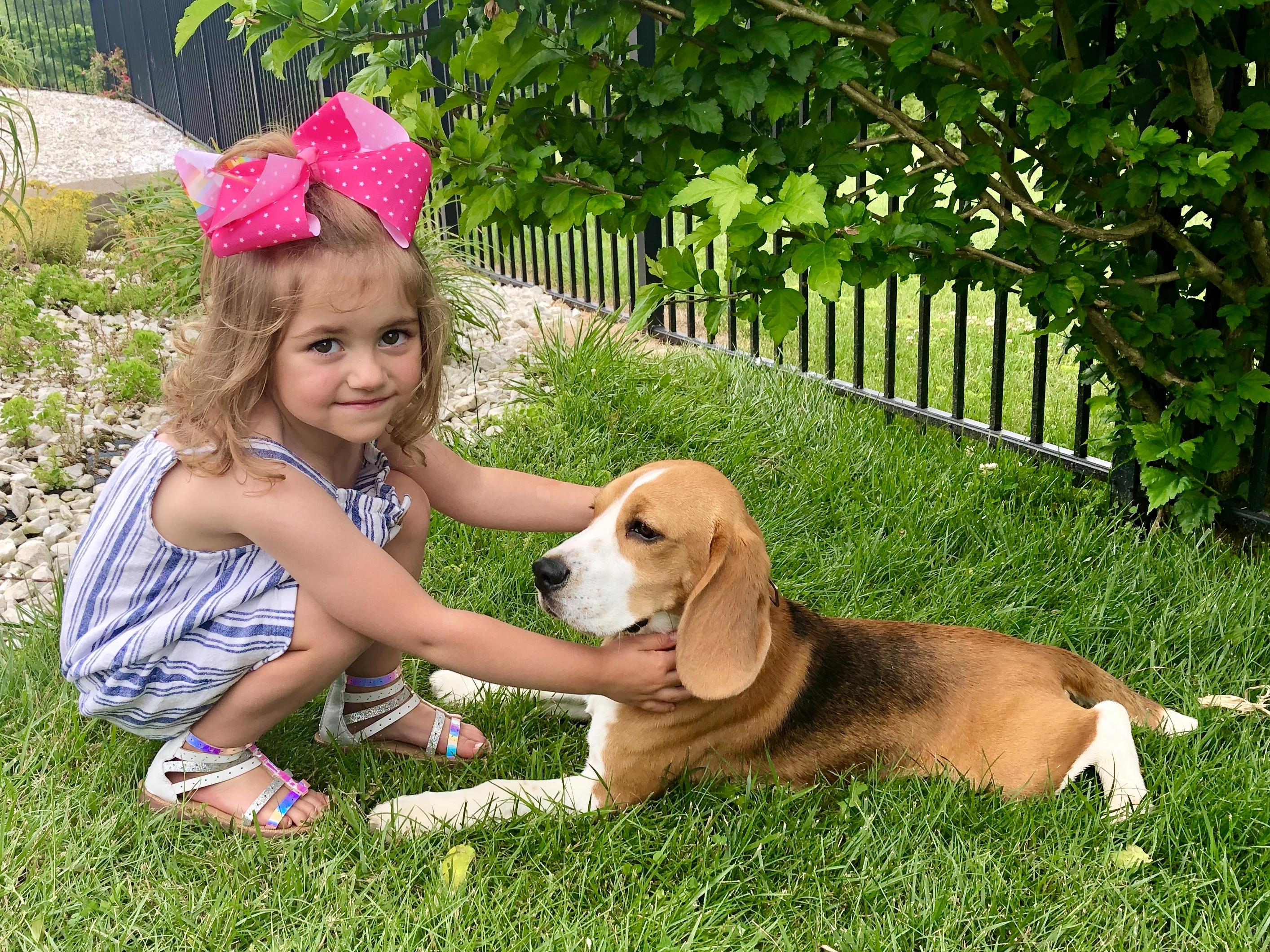 Moore Beagles in Kentucky Beagle puppies Good Dog