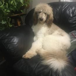 Australian Shepherd, Goldendoodle, and Poodle Puppies from Debbies Aussies NWA/Debbies Doodles NWA