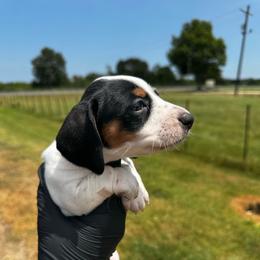 Pebbles - Piebald female Dachshund puppy in Nederland, Texas from M & M Pups