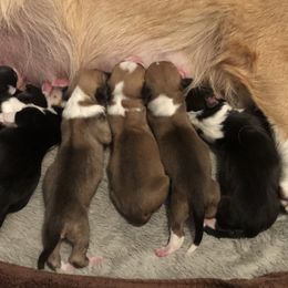 American Corgi and Pembroke Welsh Corgi Puppies from Red White & Bluie Corgi