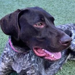 German Shorthaired Pointers from The Hunter's Post