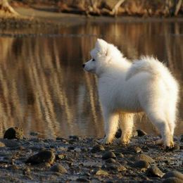 Samoyed Puppies from Falling cedar farm samoyeds