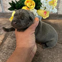 Blue collar - Gray brindle male Cane Corso puppy in Tucson, Arizona from Cane Corso Friends