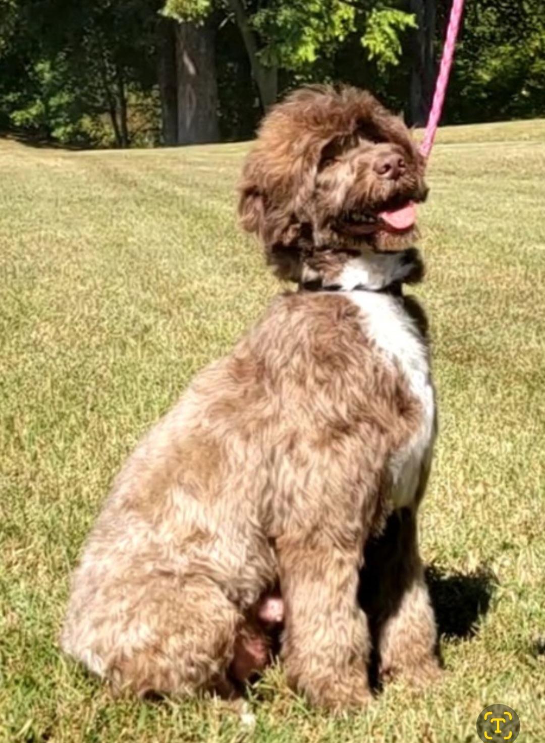 Bailey
