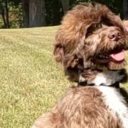 Bailwy - Portuguese Water Dog