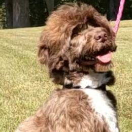 Bailwy - Portuguese Water Dog