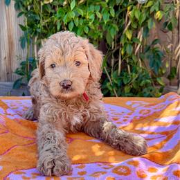 River - Red female Bernedoodle puppy in Clovis, California from Delta Doodless