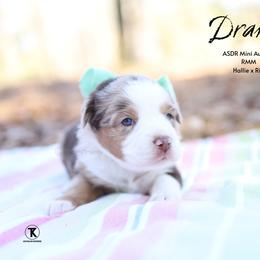 Drake - RMM - Red merle male Miniature Australian Shepherd puppy in Nacogdoches, Texas from TK Standard, Mini, & Toy Aussies