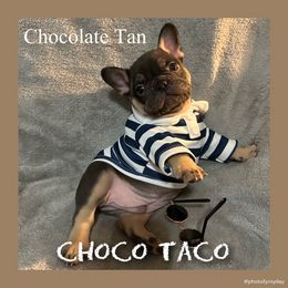 Choco Taco - Tricolors male French Bulldog puppy in Watkinsville, Georgia from Ronghi's Wiggle Butt Frenchies