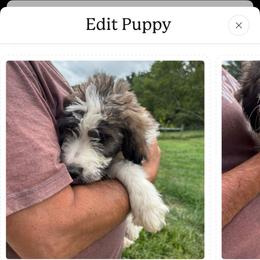 Blue - Brindle and white female Saint Berdoodle puppy in Batavia, Ohio from Donciedoodlesohio.com