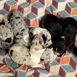 Border Collie Puppies from By Design Farm