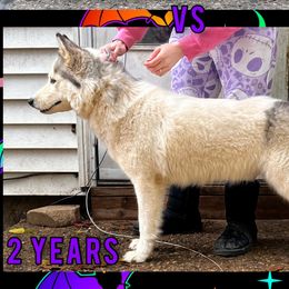 Hex - Siberian Husky