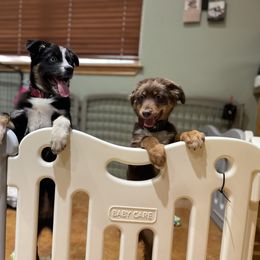 Australian Shepherd and Miniature Australian Shepherd Puppies from Integrity Aussies Tx