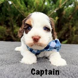 Captain - Chocolate male Australian Labradoodle puppy in Mason, Michigan from Monarch Labradoodles